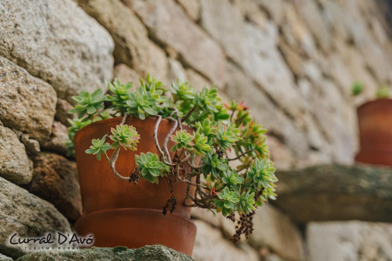Curral D Avo Turismo Rural & Spa Cacarelhos Bagian luar foto